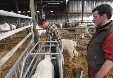 Vaccination d'un veau contre la grippe dans un élevage  bovin de race charolaise.