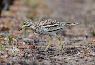 L'oedicnème criard, un oiseau migrateur qui vient se reproduire dans les zones de grandes plaines.