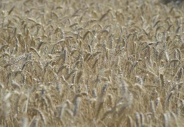Culture de céréales.