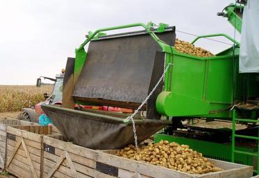 Arrachage et mise en palox au champ.