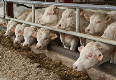 Elevage de jeunes bovins charolais.