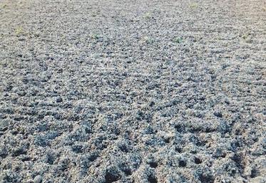 C'est censé être un champ de blé, mais les sangliers sont passés par là.