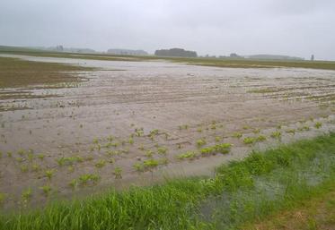 Parcelles de betteraves sous 80 cm d’eau. Commune de Saint Loup des Vignes.