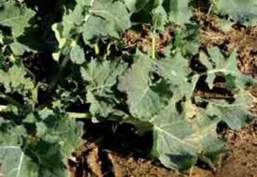 Colza associé avec de la féverole.