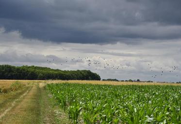 Le 19 juin à Tigy. Pour Fabrice Roger, le nombre de corvidés est insuffisamment régulé. Il suffit de regarder la quantité d’oiseaux qui survolent ses parcelles.