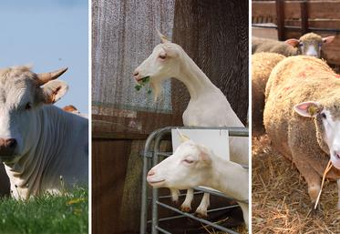 bovin caprin ovin.
