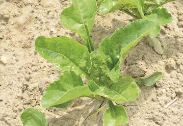 Betterave au champ en mai.