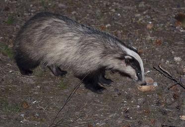 Un blaireau la nuit.