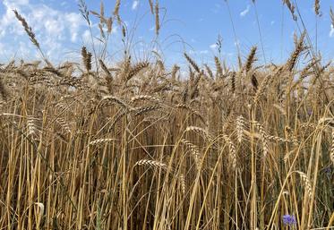 Céréales à moissonner.