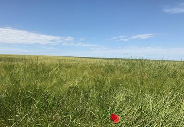 Champ fin mai en Centre-Val de Loire.