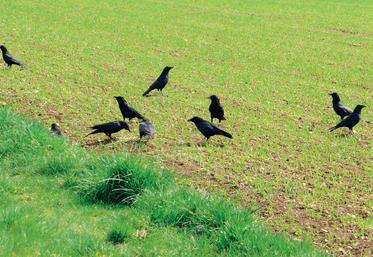 corbeaux dans un champ de blé qui lève.