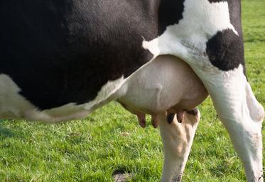 Mamelles de vache laitière holstein