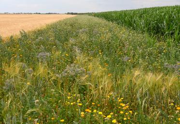 Jachère mellifère entre deux parcelles cultivées.