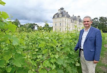 Le marquis de Vibraye est plutôt chanceux. Sa vigne a gelé partiellement et devrait donc être vendangée pour la première fois en septembre.