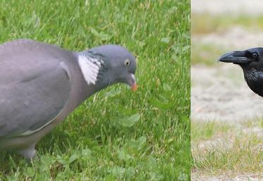 Pigeon et corbeau