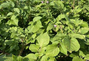Champ de pommes de terre en fleur.