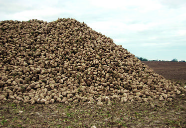 Tas de betteraves à sucre en bout de champ en Île-de-France.