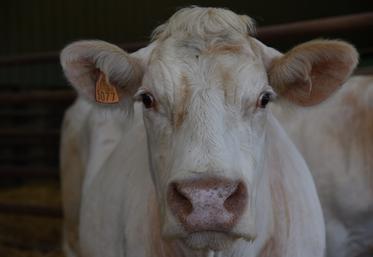 Gros plan sur un bovin.