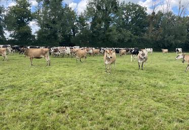 Le troupeau est composé de 160 vaches laitières de trois races différentes (holstein, normande, jersiaise).