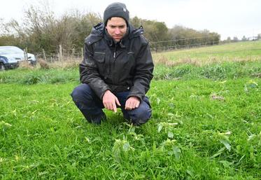 François Roumier, éleveur ovin à Soings-en-Sologne, doit faire face à une propagation de datura dans ses parcelles de pâturage. 