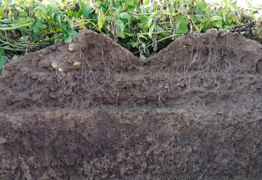 Existe-il dans les racines de la pomme de terre des traits génétiques héréditaires qui augmenteraient la tolérance aux stress ? Le programme Root2Res tente de répondre à cette question.