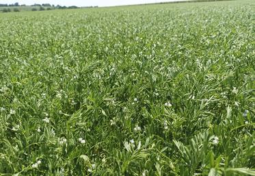 Parcelle de lentille Anicia, cultivée en conventionnel, en juin dernier.  