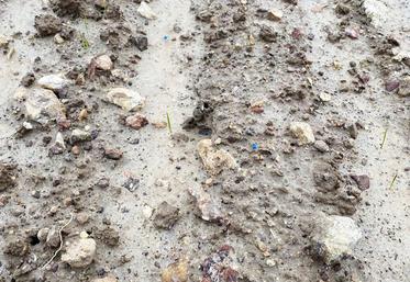 Une parcelle de blé dur à Saint-Hilaire-la-Gravelle avec un sol gorgé d'eau et une constatation de pourriture des grains en terre.