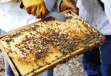 Les Français achètent moins de miel, les apiculteurs n’arrivent plus à l'écouler.
