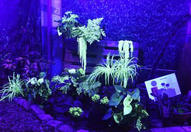 Les plantes luminescentes visibles au CFA de Bellegarde sont principalement de couleur verte. Quelques-unes sont blanches.