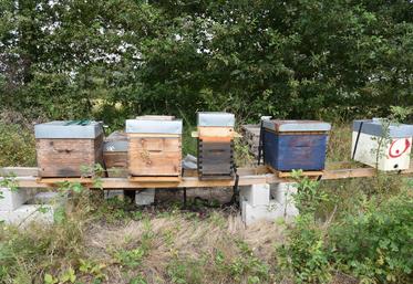 L’Adapic espère démarrer en 2024 une étude sur la faisabilité d'un réseau de balances connectées dédié aux ruches de la région Centre. 