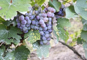 Depuis les vendanges 2022, la situation économique des exploitations viticoles est revenue à la normale, notamment grâce à des bonnes récoltes. 