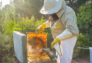 Un apiculteur vérifie l'état de sa ruche.