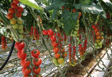 L'objectif est de regagner en souveraineté en fruits et légumes.