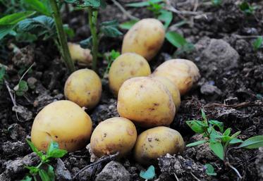 La campagne en Île-de-France est dans la moyenne nationale.