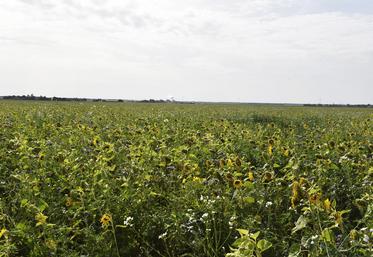 Plusieurs dates et lieux de formation sur la thématique du carbone sont proposés par la chambre d'Agriculture de région Île-de-France.