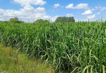 La culture de miscanthus a de nombreux avantages pour l’agriculteur : peu de charge de travail, une mise en place simple et une diversification économique stable et durable.