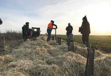 Mise en place des protections gibier sur la haie fraîchement plantée.