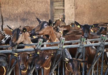 L'EARL du Petit-Perche est un élevage caprin de 1200 chèvres situé à Romilly-du-Perche, au nord du département de Loir-et-Cher. 