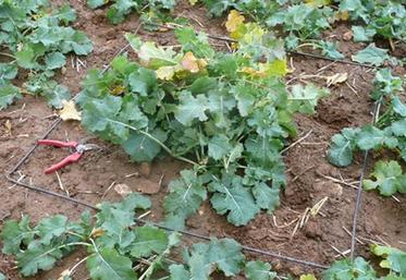 Les conditions douces de l'automne dernier ont permis au colza d'atteindre globalement de bons niveaux de développement foliaire.