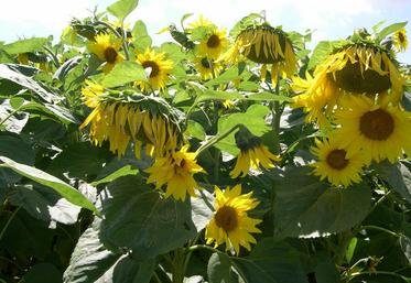 Le webinaire a fait le point sur les alternatives au S-métolachlore.