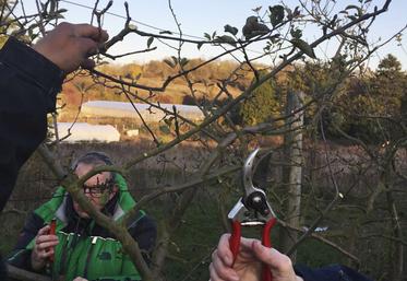 La taille des pommiers, un geste enseigné à l'Agrocampus de Saint-Germain-en-Laye.