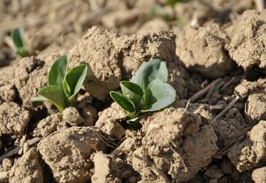 La féverole de printemps se sème à 6-7 cm de profondeur pour un semis précoce en février et/ou sur sol gelé. La profondeur passe à 5 cm pour un semis courant mars.