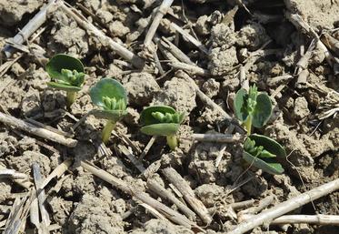 Le lupin de printemps doit être semé dans un sol réchauffé et ressuyé.