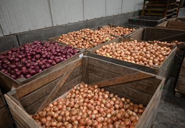 La France est devenu le 3e producteur européen d'oignons. Encore un peu et le pays pourrait devenir auto-suffisant.