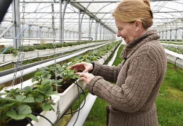 Nathalie Moret est productrice de fraises au Plessis-Gassot (Val-d'Oise). 