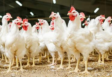 La filière française du poulet est en souffrance.