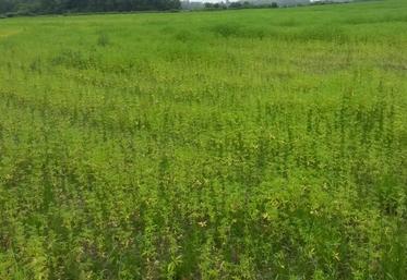 Ici, du chanvre en zone hydromorphe.