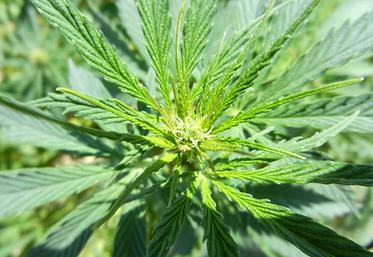 Le chanvre s’intègre très bien dans une rotation. Culture de printemps, il offre une opportunité de diversifier les assolements.