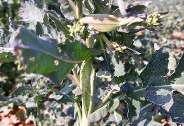 Éclatements occasionnés par des piqûres de ponte de charançons de la tige du colza, en haut de tige.