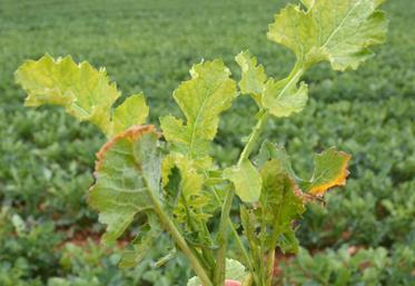 Une carence en soufre peut s'observer sur les feuilles de colza.